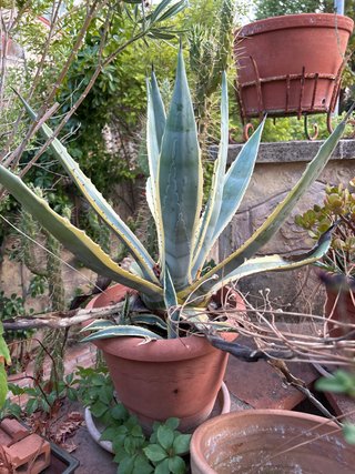 Planta Agave Variegado