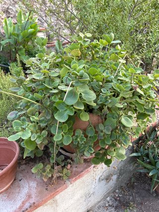 Planta suculenta en maceta