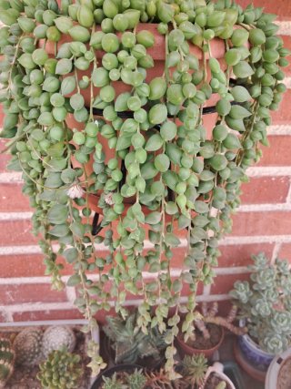 Senecio rosario colgante
