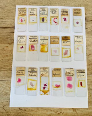 Caja antigua con muestras microscopio