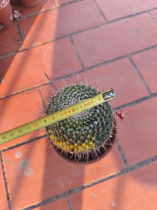 Mammillaria Variegada Grande