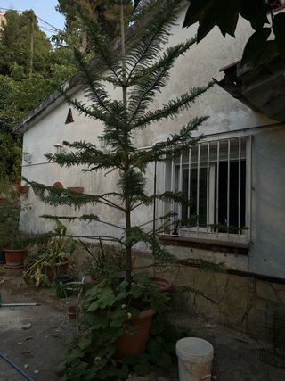 Planta de interior en maceta