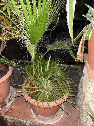 Planta de exterior en maceta