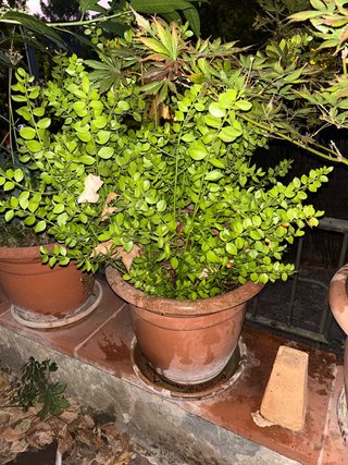 Planta de interior con maceta
