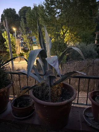Planta Agave en Maceta