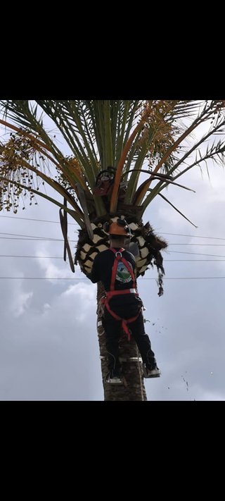 Ofrezco servicios de jardinería