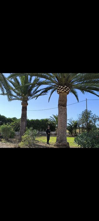 Ofrezco servicios de jardinería