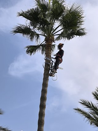 Ofrezco servicios de jardinería