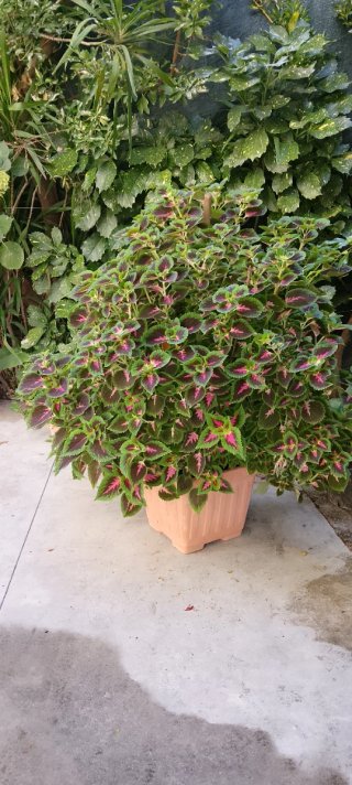 Pianta ornamentale non spedibile per la sua grande