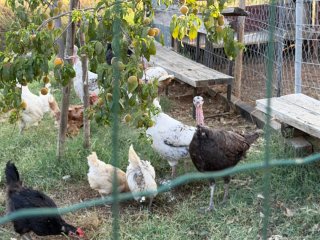 Pavo se cede o se cambia