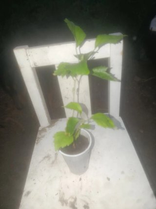 Planta natural