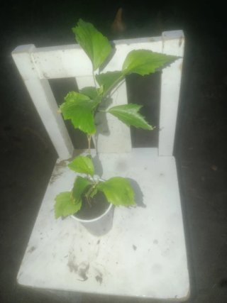Planta natural