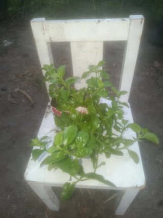 Planta natural