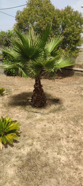 Jardinero profesional