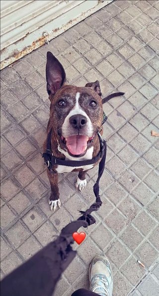 Cuidador de mascotas  (mirar descripción)