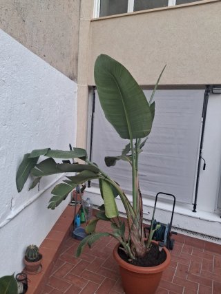 Planta de exteeior
