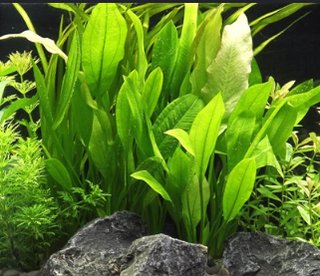 Lote 7 plantas de acuario