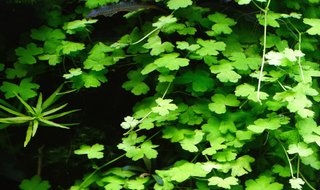 Lote 7 plantas de acuario