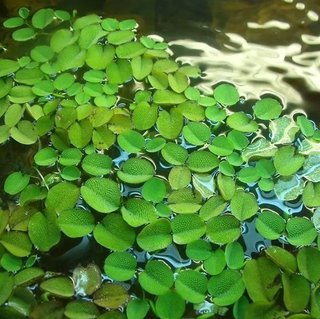 Lote 7 plantas de acuario