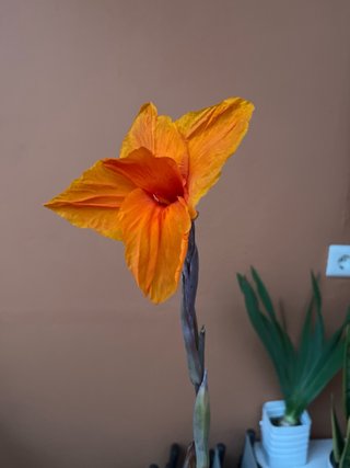 Planta canna wyoming flores naranjas