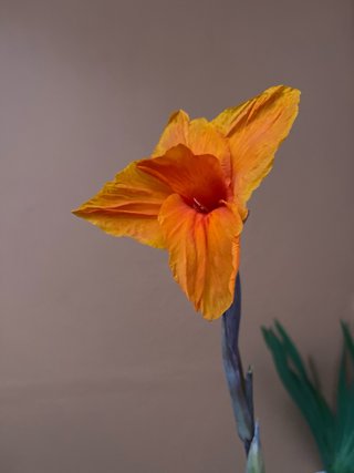 Planta canna wyoming flores naranjas