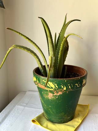 Planta de Aloe Vera en Maceta