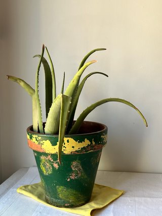 Planta de Aloe Vera en Maceta