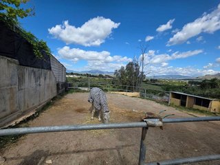 Local comercial en venta en Cártama pueblo en Cártama