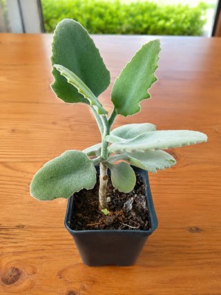 Pianta Kalanchoe con foglie vellutate