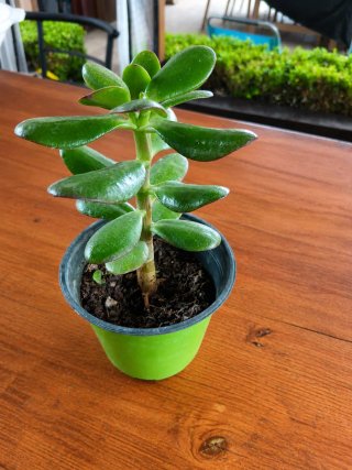 Pianta di Giada (Crassula ovata)