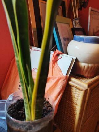 Planta Lengua de Suegra