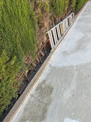 Escalera de verdeo para olivos