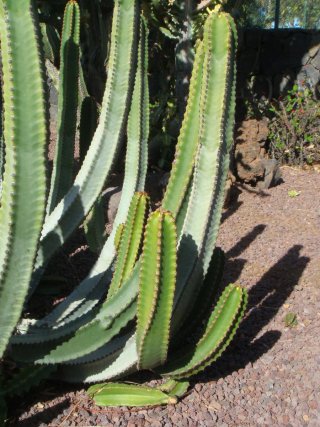 Cardón Canario