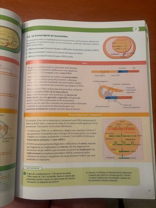 Biologia, 2 Batxillerat, Projecte Construint mons
