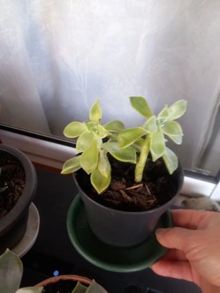 Planta Suculenta Echeveria