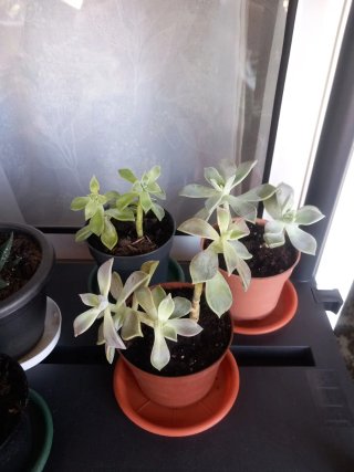 Planta Suculenta Echeveria