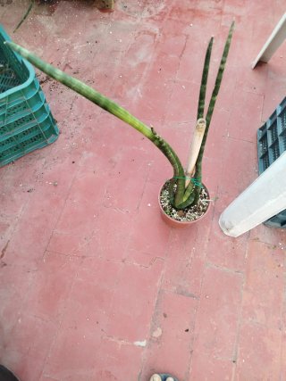 Sansevieria cilíndrica planta