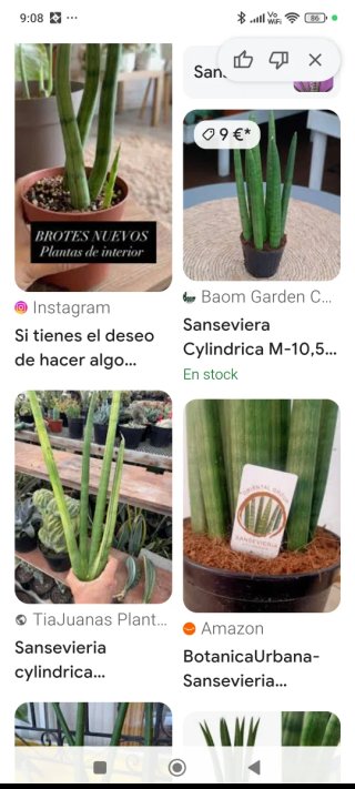 Sansevieria cilíndrica planta