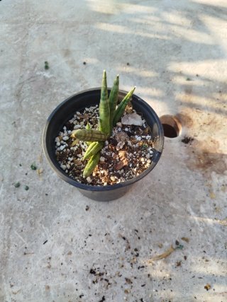 Sansevieria cilíndrica planta