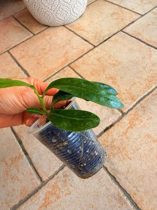 Hoya Imperalis Red