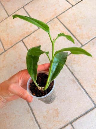 Hoya Imperalis Red