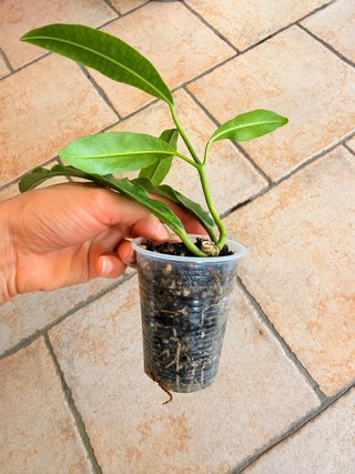 Hoya Imperalis Red