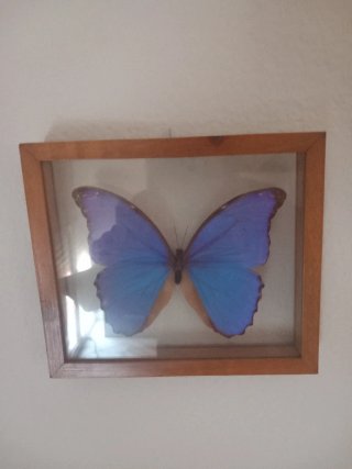 Cuadro Mariposa Azul y Marrón