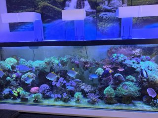 Acuario Marino 2m + Pantallas Hydra