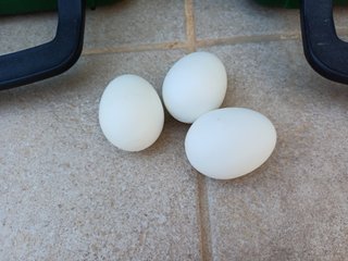 2 ponederos Gaun + 3 huevos falsos