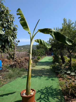 Platanera grande en maceta