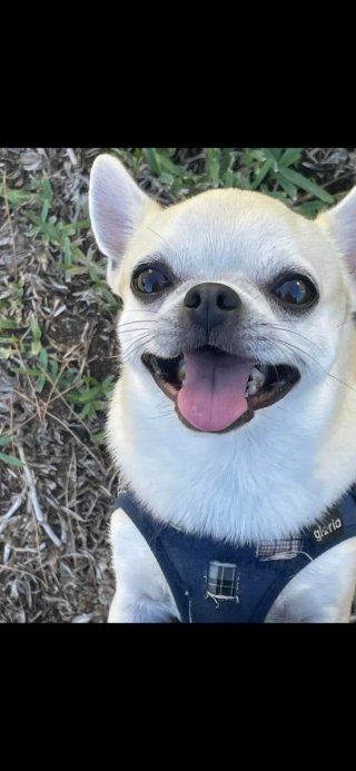 Cuidador de perros en Huelva | Paseos/alojamiento