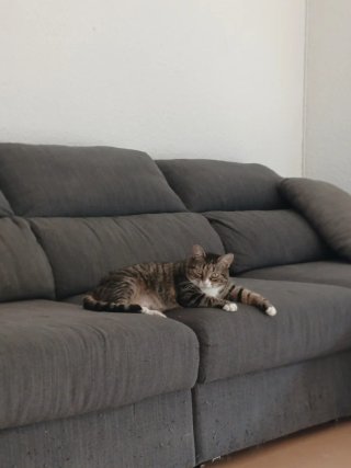 Sofá cama gris de tela