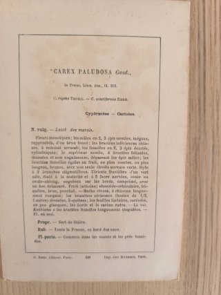 5 Láminas Botánica Francesa S.XIX