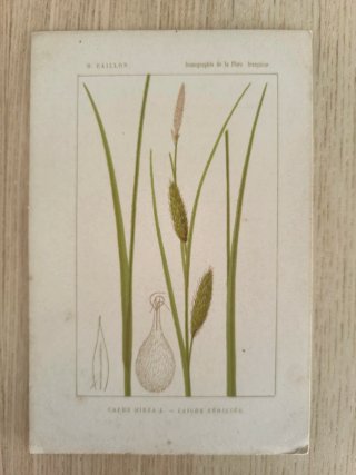 5 Láminas Botánica Francesa S.XIX